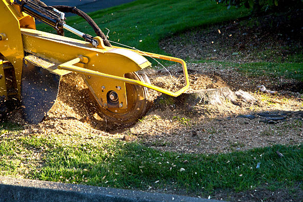 Best Tree Risk Assessment  in Und City, MO